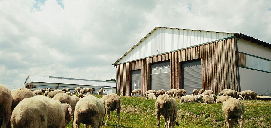 Essential-Tips-For-Building-Your-Custom-Sheep-Yards